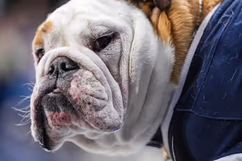 Animal, Bulldog, Canine