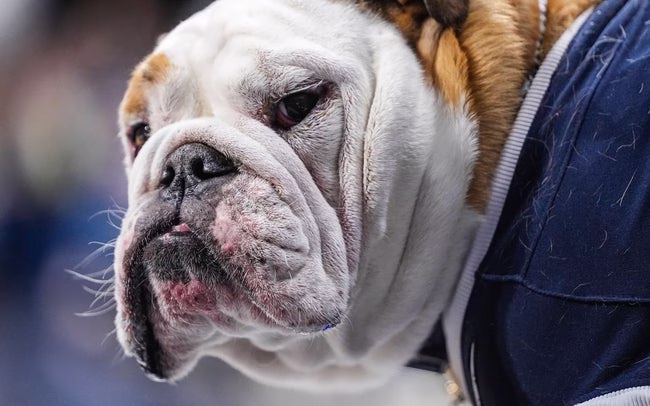 Animal, Bulldog, Canine